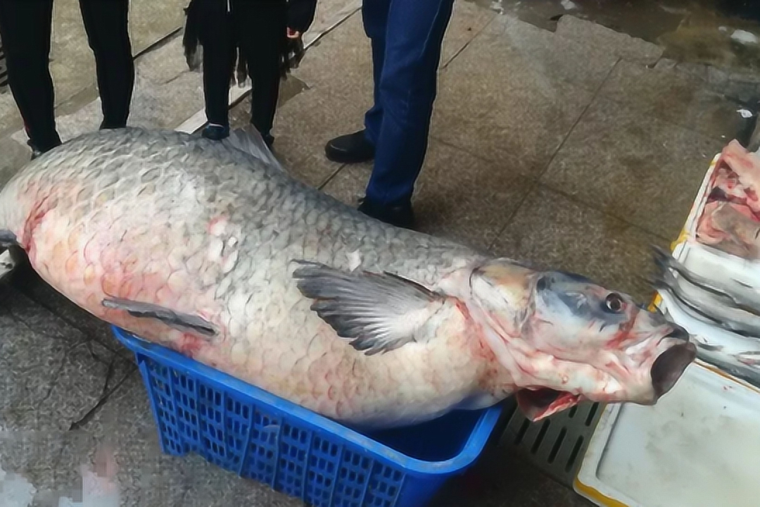 最大的青鱼可达300斤以上,甚至有重达500斤的巨型青鱼.