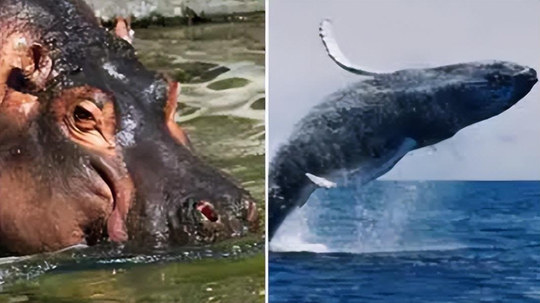 回顾河马有多危险连粪便都很致命尼罗鳄的死亡翻滚对其没用