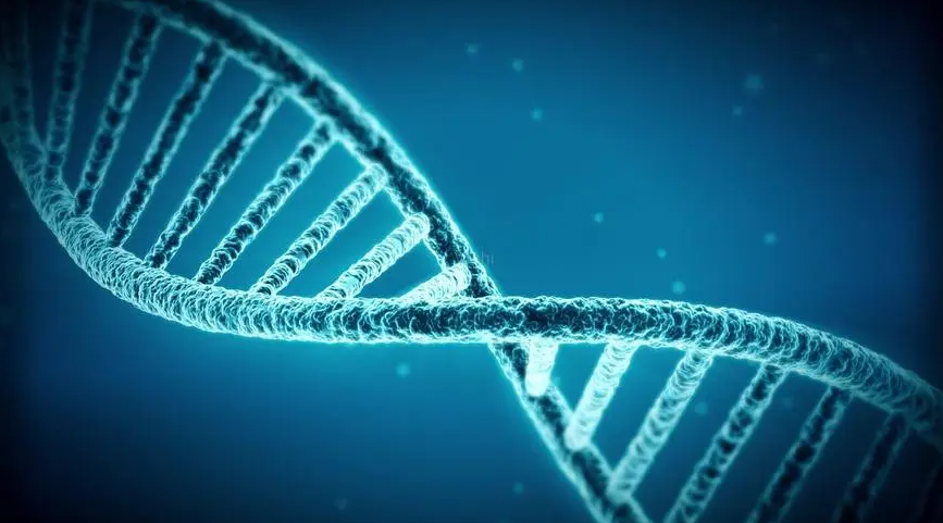 dna链条是复杂的发现小鲨鱼的基因只与其中一只母鲨的基因有关,也就是