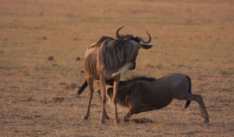 回顾非洲草原上的粮库角马社交与繁殖方式都十分奇特