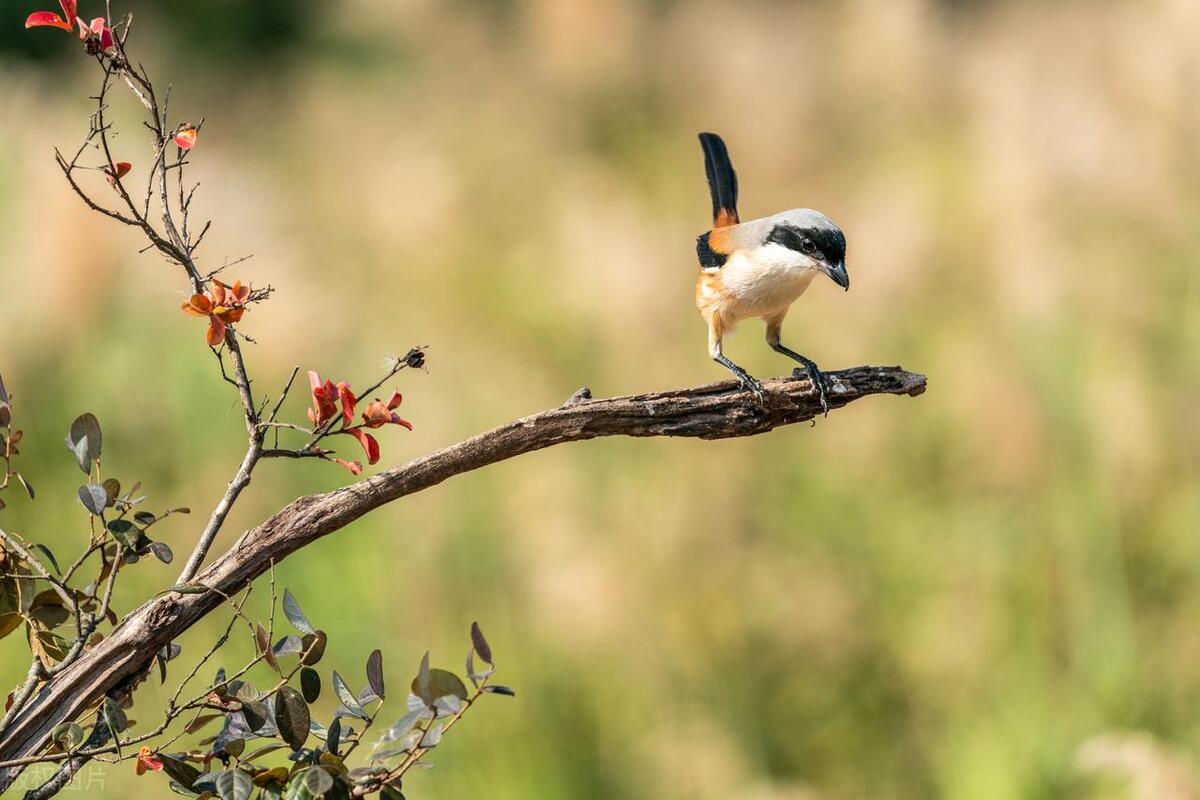 伯劳鸟为何要做"风干腊肉"