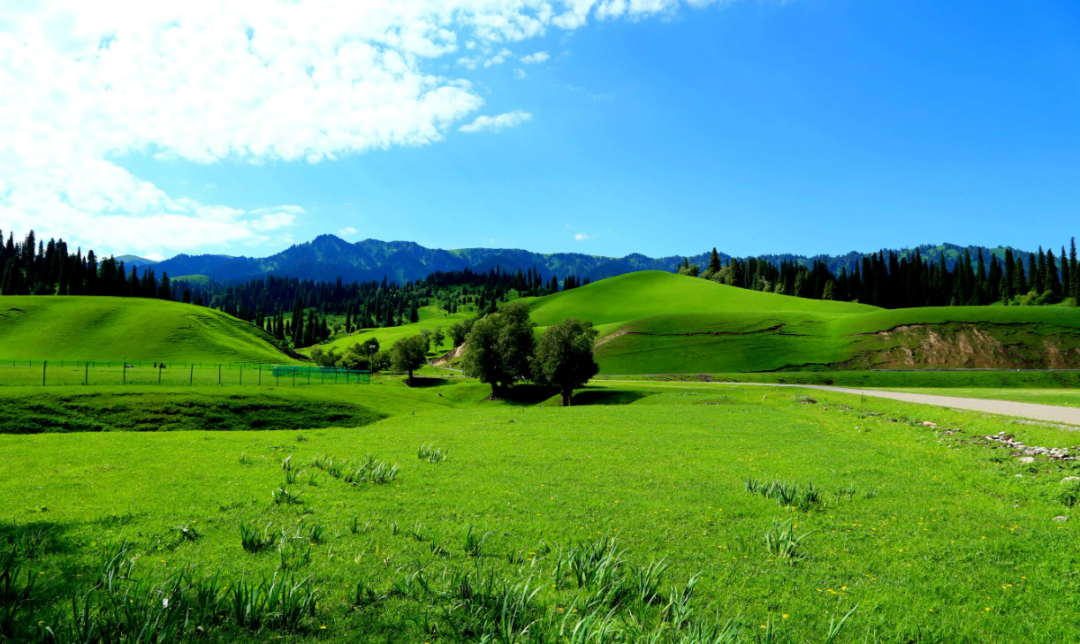 回顾为什么狮子老虎不吃大熊猫呢真的是因为打不过吗