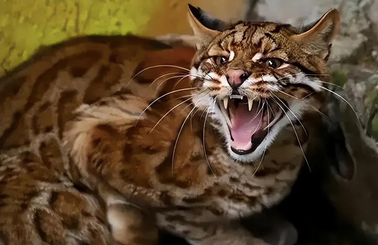 来无影去无踪的猫科动物