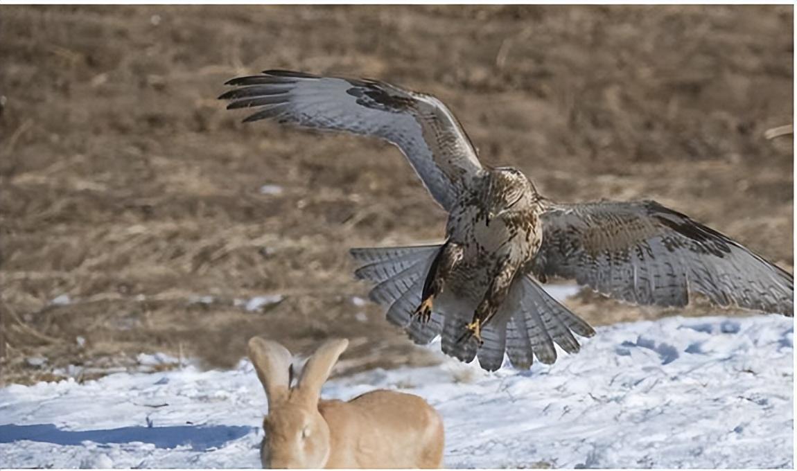 回顾神秘的熬鹰术有多残忍一人一鹰7天不合眼只为将金雕驯化