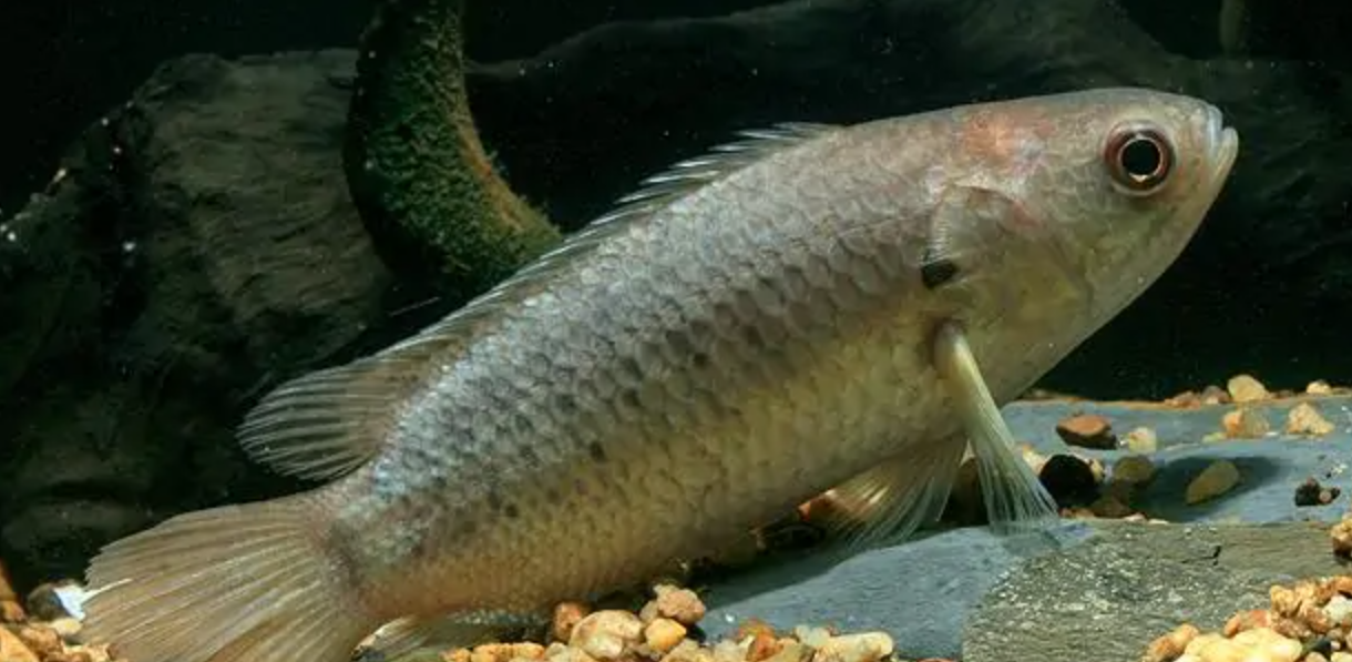 过山鲫"四海为家"