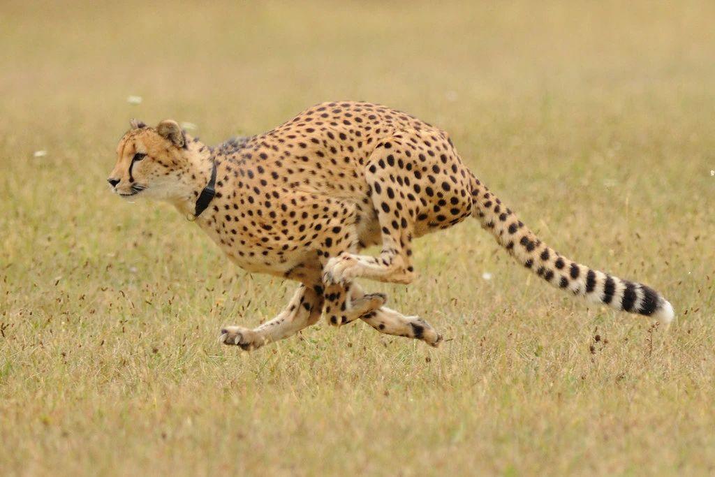 回顾猫科叛徒猎豹为跑更快向犬科偷师结果成了战五渣