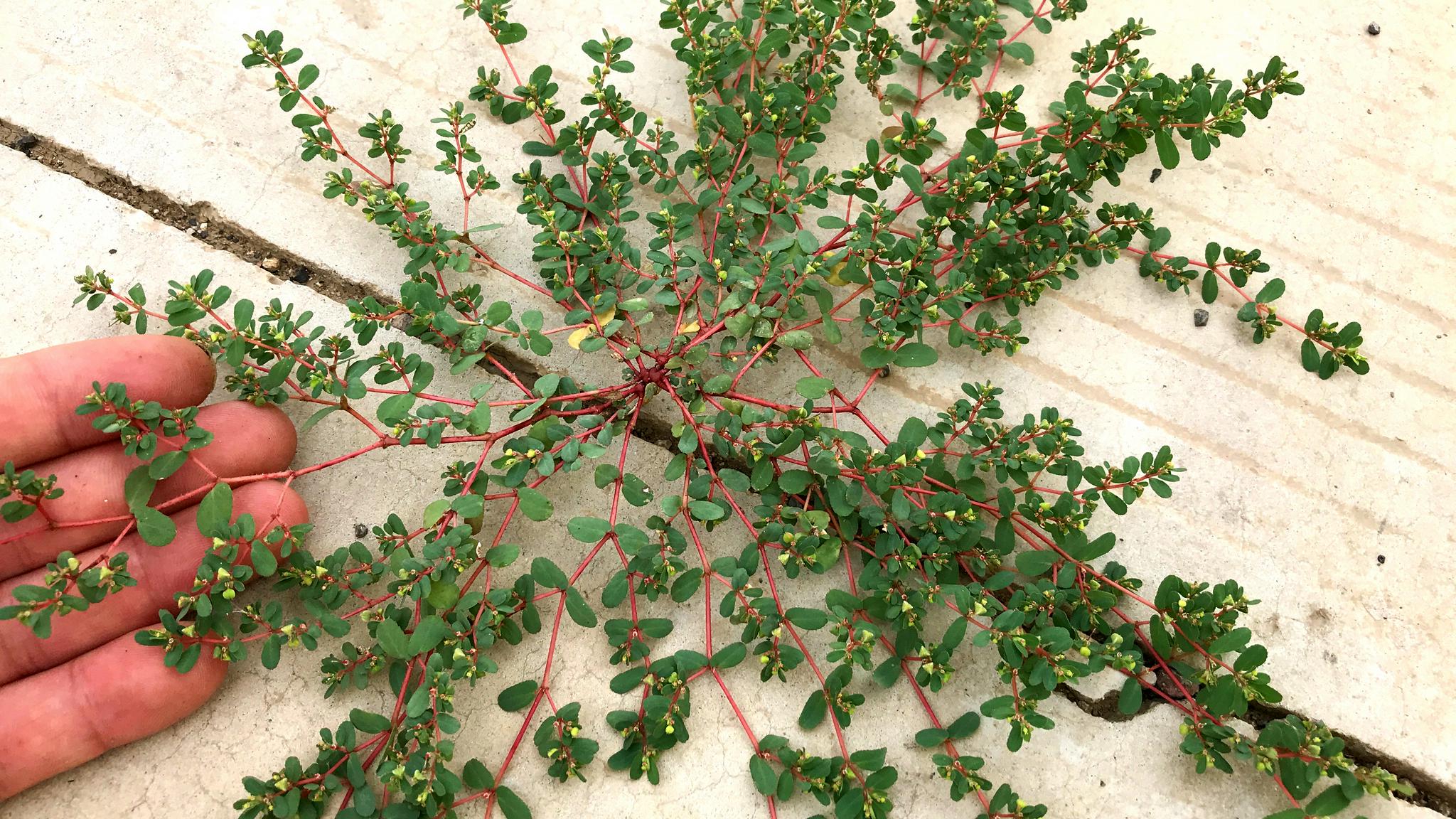 趴地而生的地锦草,人称奶浆草,红丝草,煮水作用厉害,认识是宝