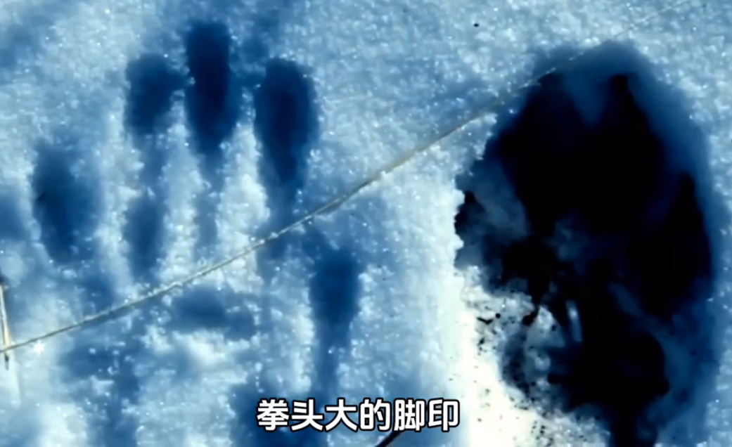 回顾女孩把野狼当儿子送其回归自然10年后再次相遇结果如何