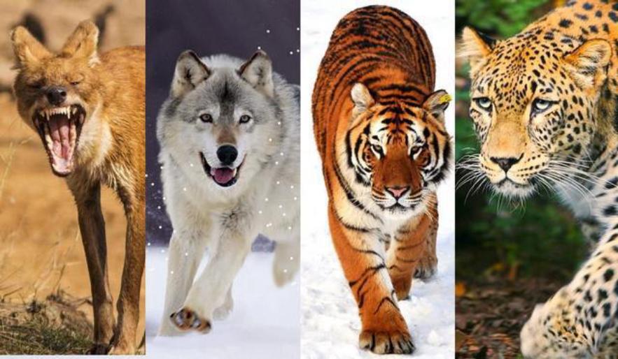 在四大天王中,老虎凶猛,豹子灵敏,狼狡猾,而豺则将这些特征