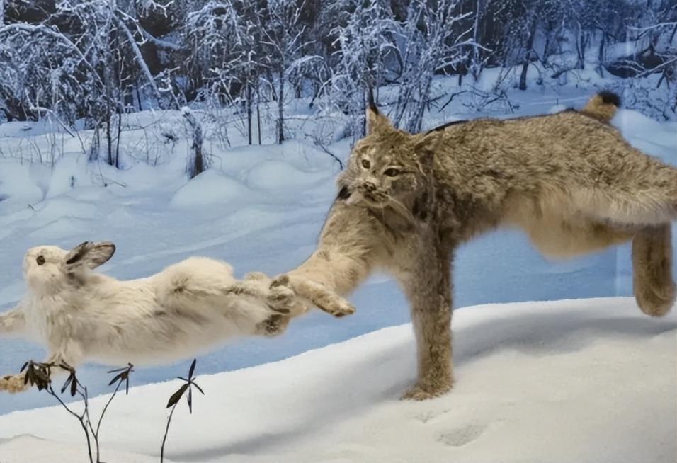 如此狂傲暴躁的猞猁其实也有天敌,那就是雪豹,熊.