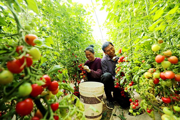 大力发展乡村特色产业促进农民持续增收保护传统手工艺传承