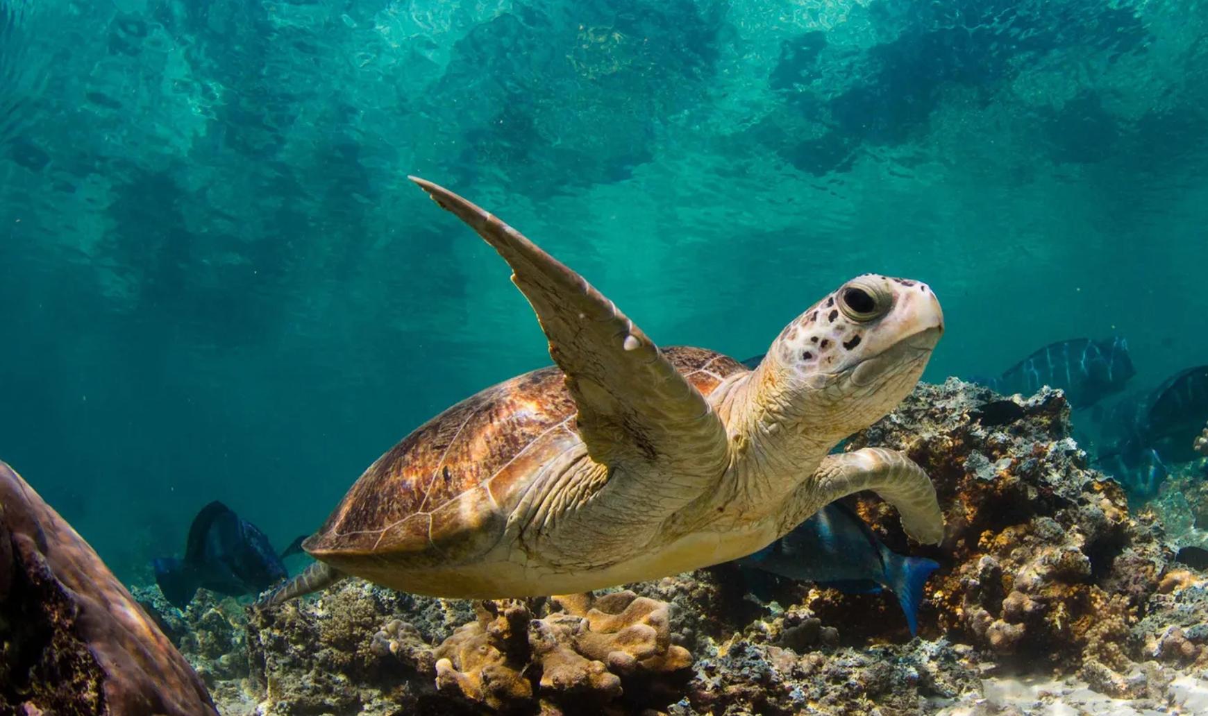 藤壶 海洋生物的噩梦