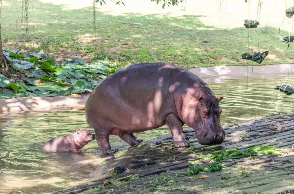 回顾河马有多危险连粪便都很致命尼罗鳄的死亡翻滚对其没用