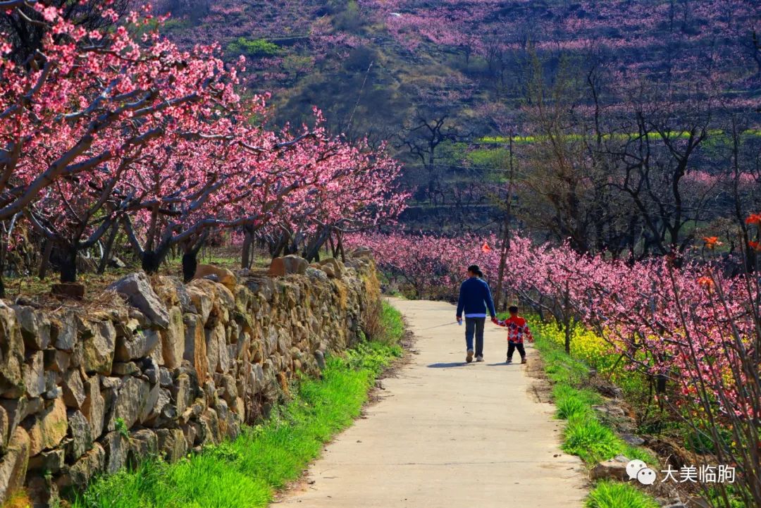 临朐嵩山桃花节图片