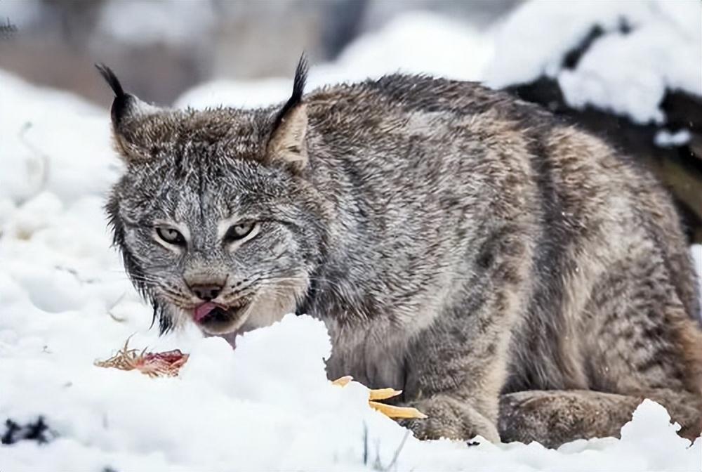 长着一张猫脸的极品猞猁