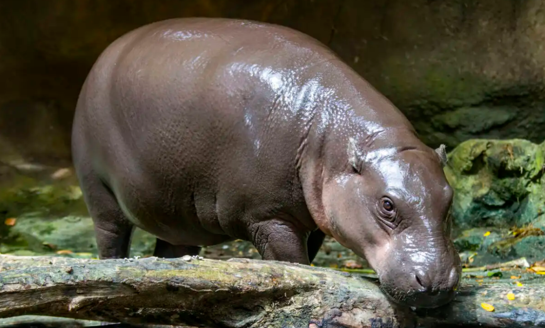 回顾河马有多危险连粪便都很致命尼罗鳄的死亡翻滚对其没用