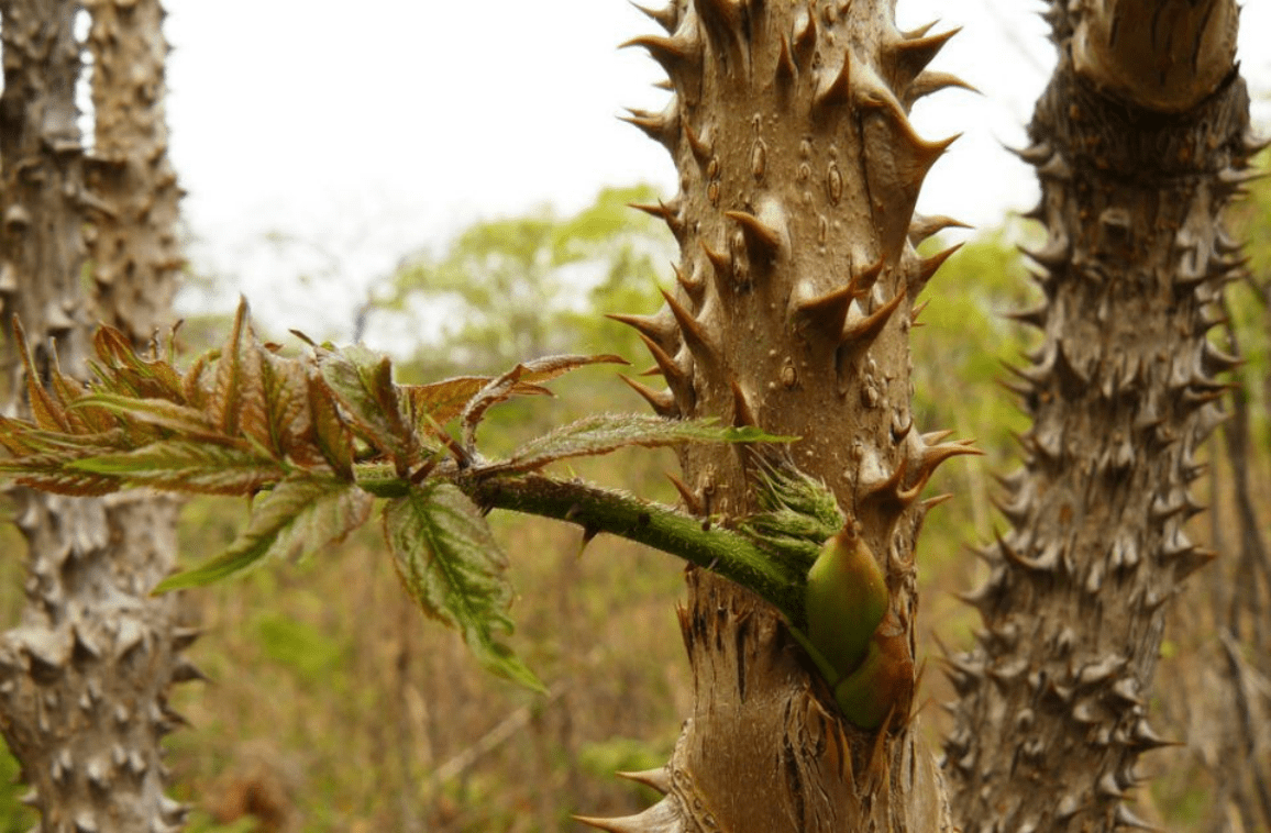 全身长刺的楤木,连鸟都不敢停留,嫩芽却是"野菜之王",快采摘