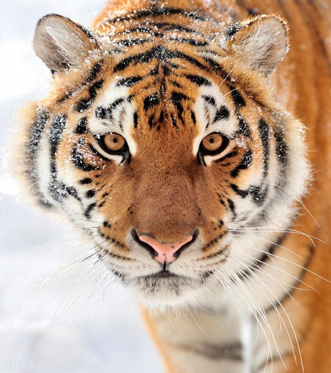 长白山:老虎咆哮着扑向汽车,一掌拍碎玻璃,探进虎爪