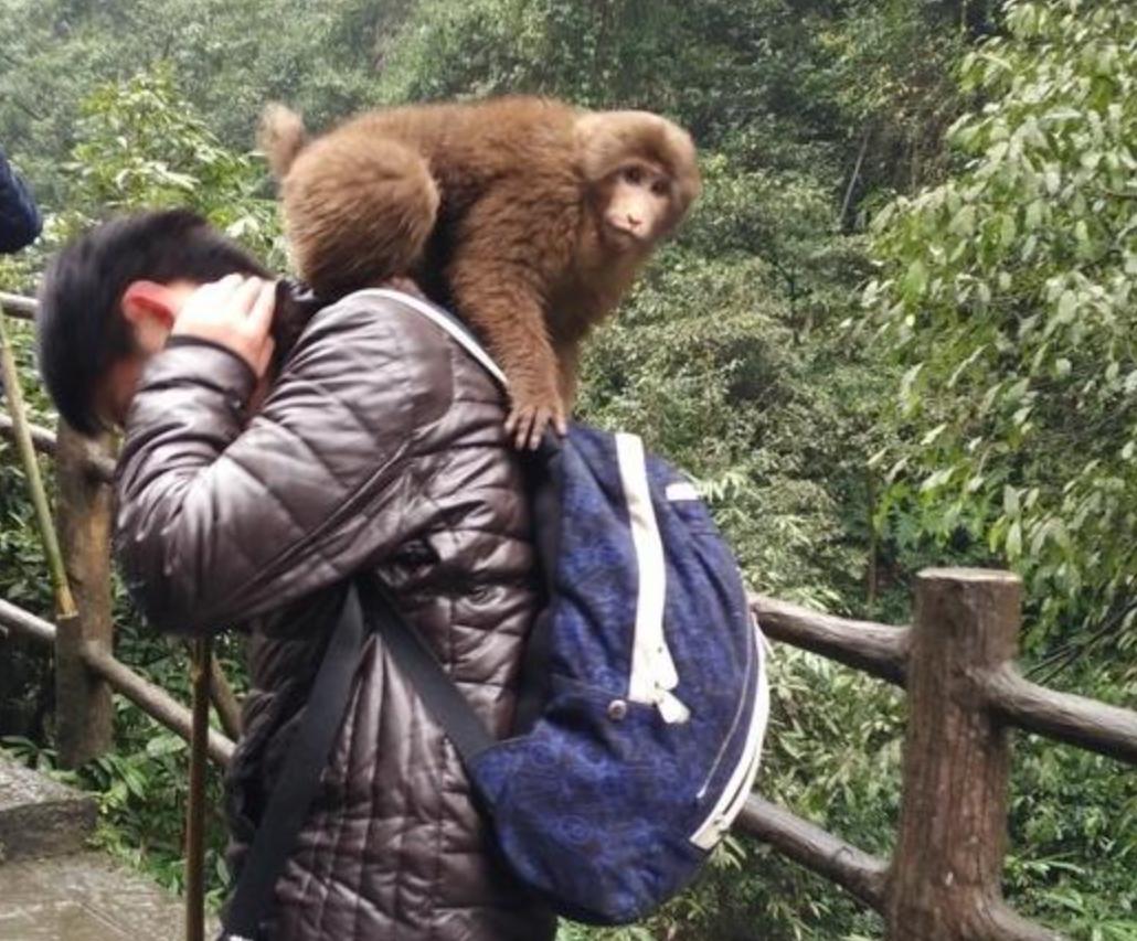回顾峨眉山街溜子:人猴大战中猴王被击毙,为何攻击力如此强?