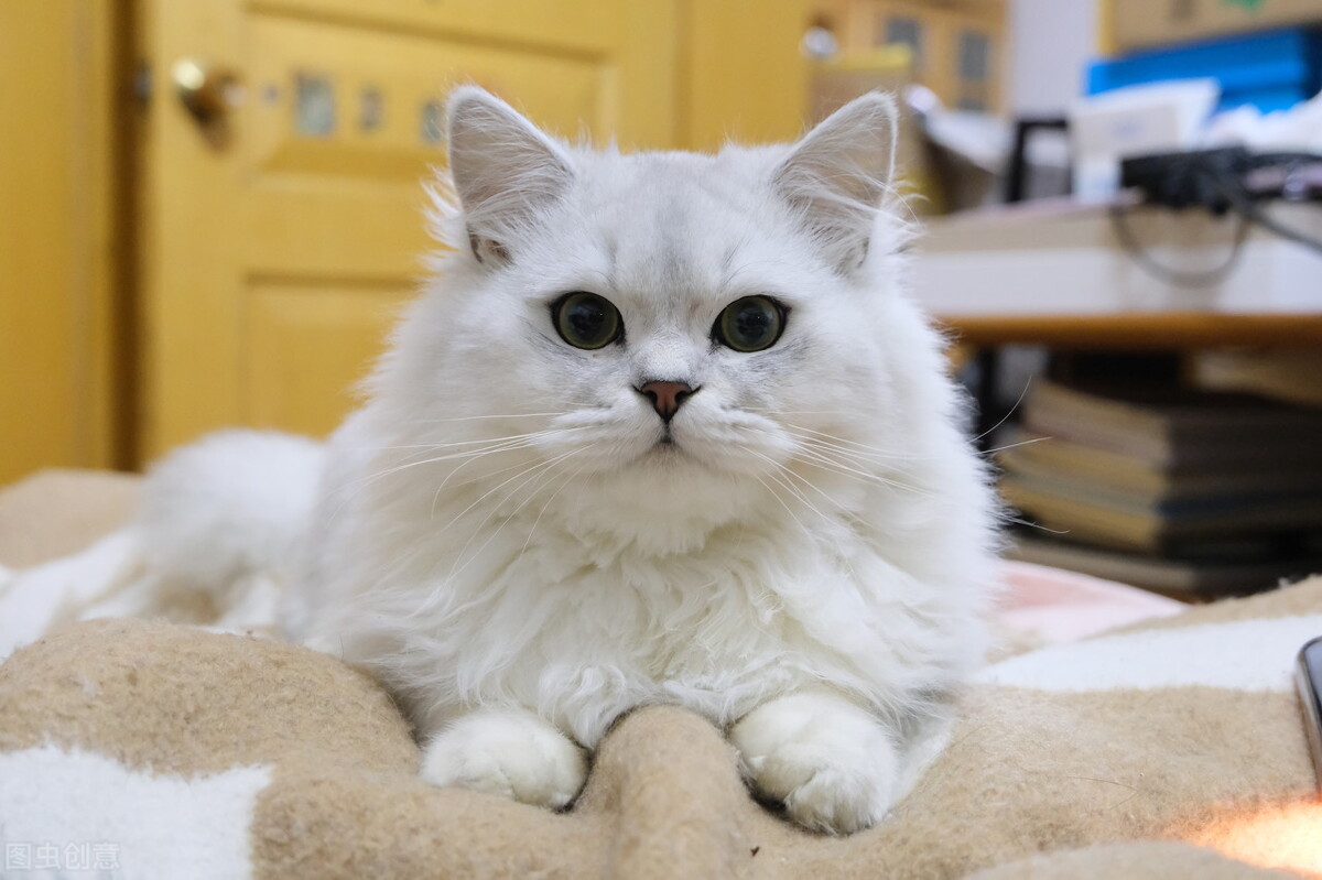 养前必看!金吉拉猫的"优缺点"分析