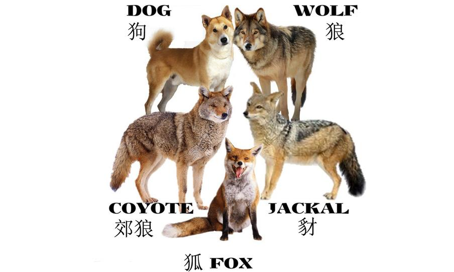 回顾祁连山出现的红狗是什么动物位居猛兽之首敢猎杀老虎