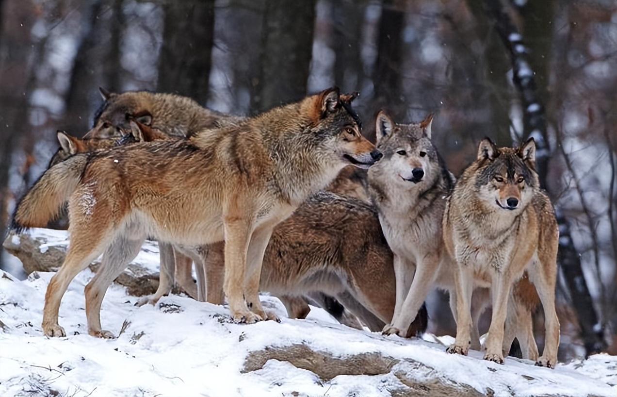 回顾俄罗斯遭遇狼灾几十万头野狼横扫当地狼群会朝我国推进吗