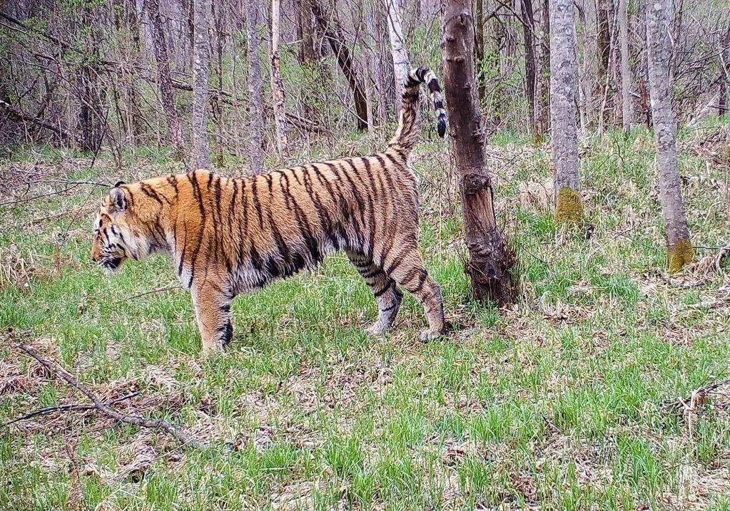 回顾老虎频繁进村年轻虎无处可去俄国虎内卷严重向我国回迁