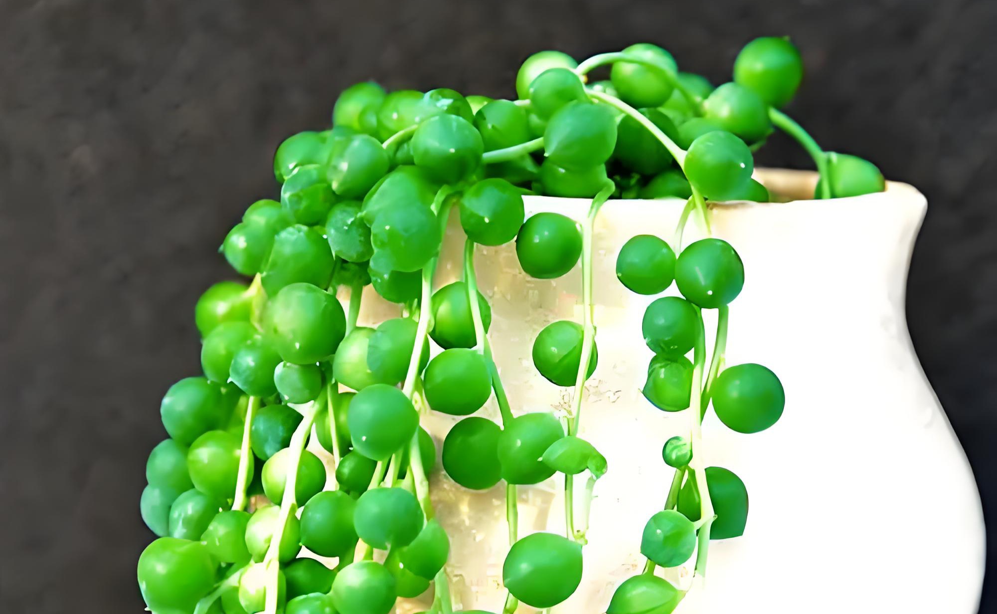 《佛珠吊兰的正确施肥方法》