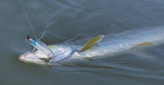 盘点同体型淡水鱼拉力值.