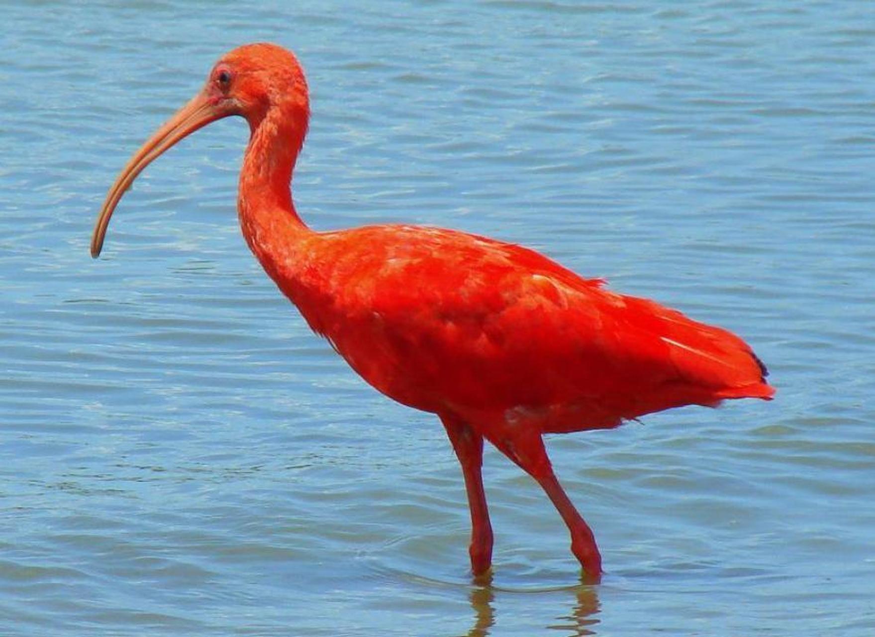 世界上最"红"的鸟,从头到脚趾都呈鲜红色,走动时就像一团跳跃的火焰