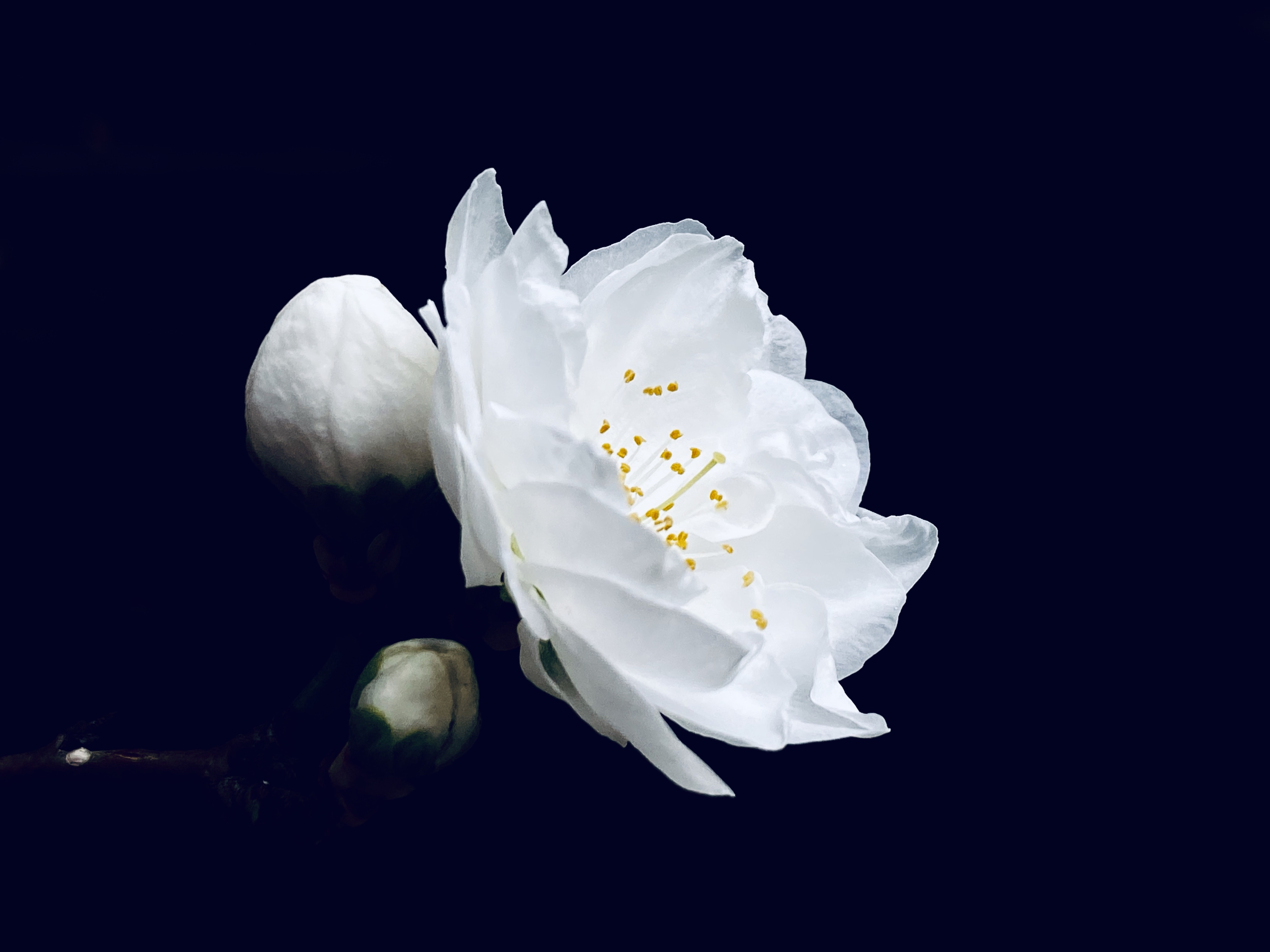 清明时节,送你一朵小白花,缅怀先辈,祭奠英烈