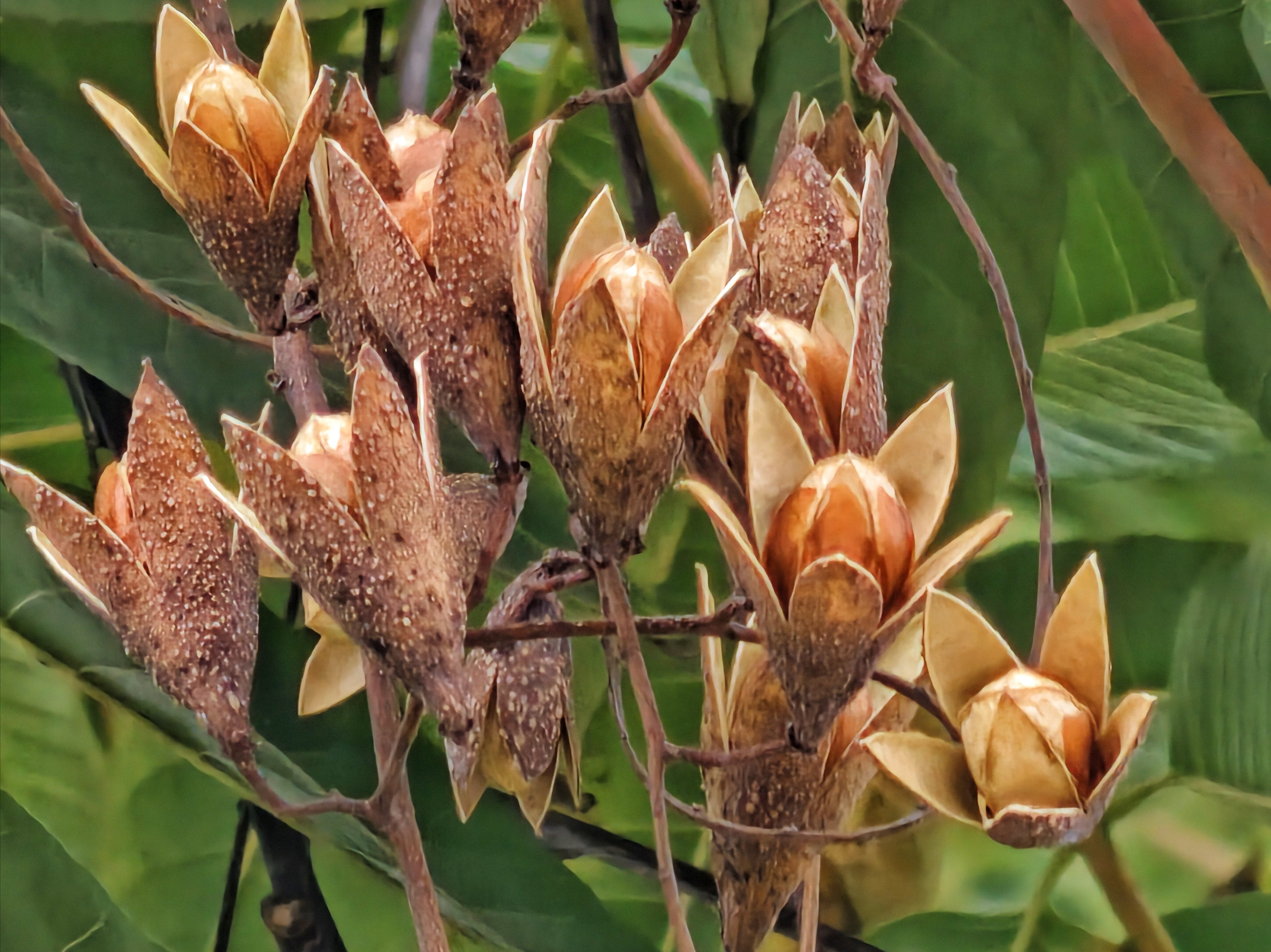 香椿的蒴果又名香椿铃,香铃子,模样不像果实,倒更像干花.