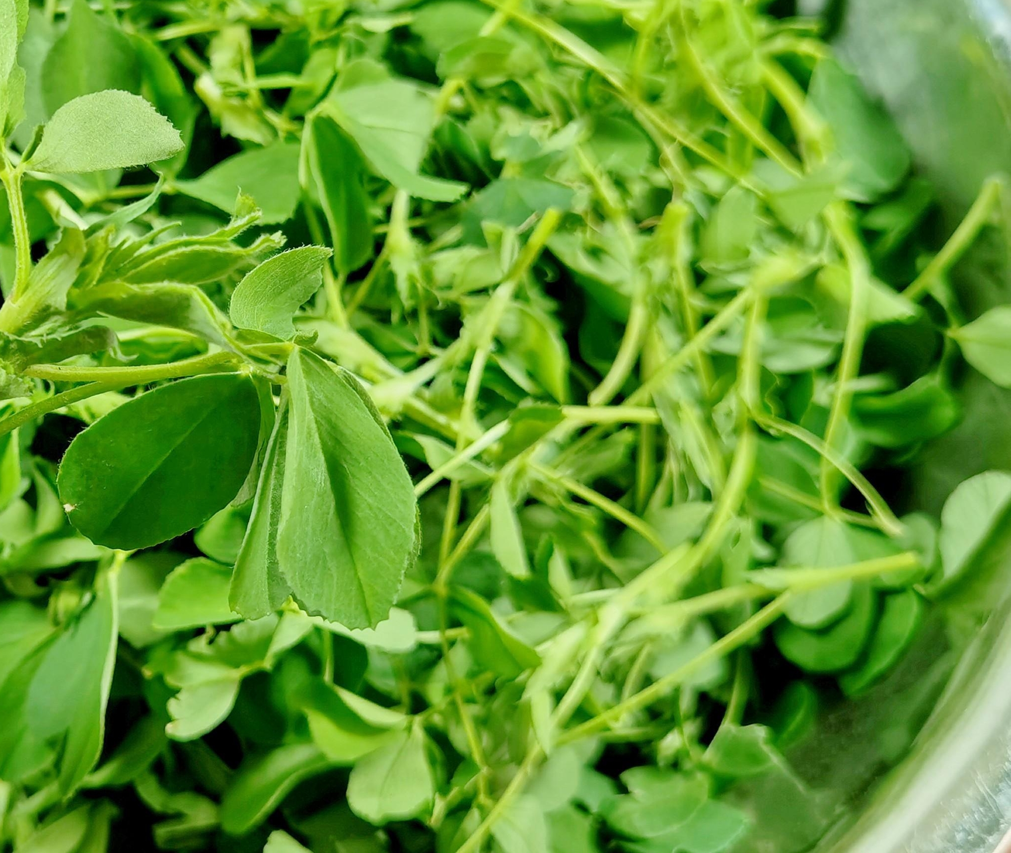 春天到了,多吃草头菜,李时珍说它"利五脏,清内热",美味实惠