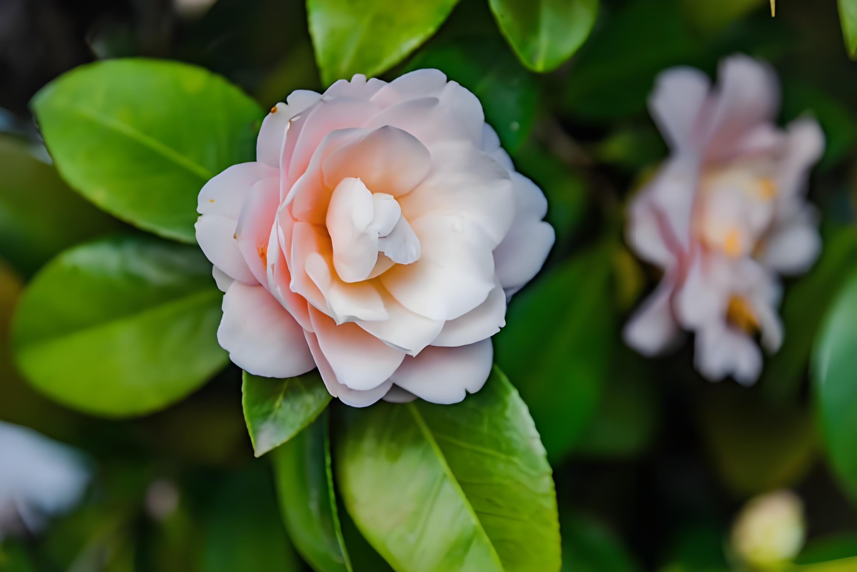 山茶花有哪些颜色,山茶花适合什么季节种植?