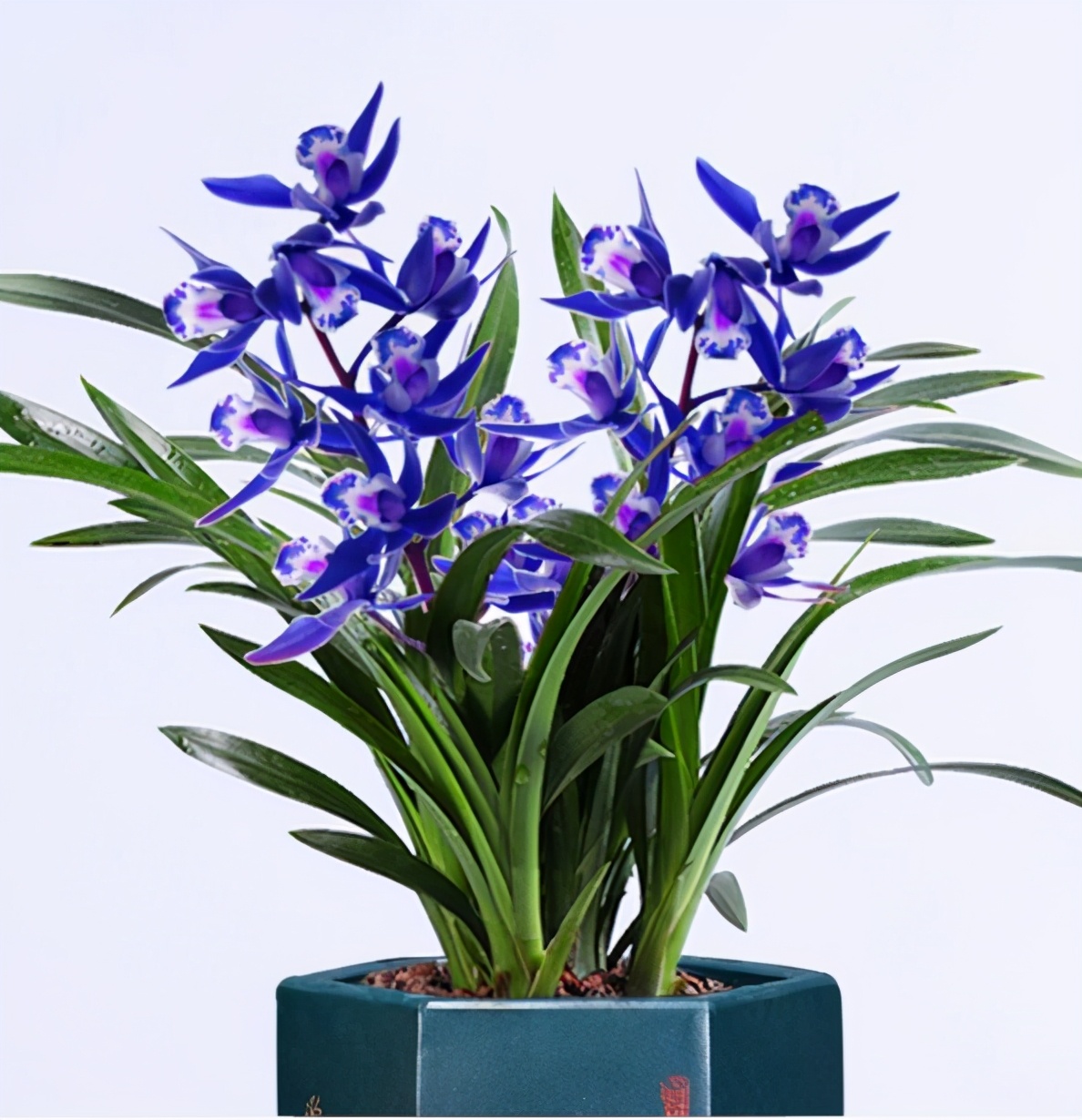 有一种云南"极品"兰花,多次斩获金奖,特金奖,市场价值不菲