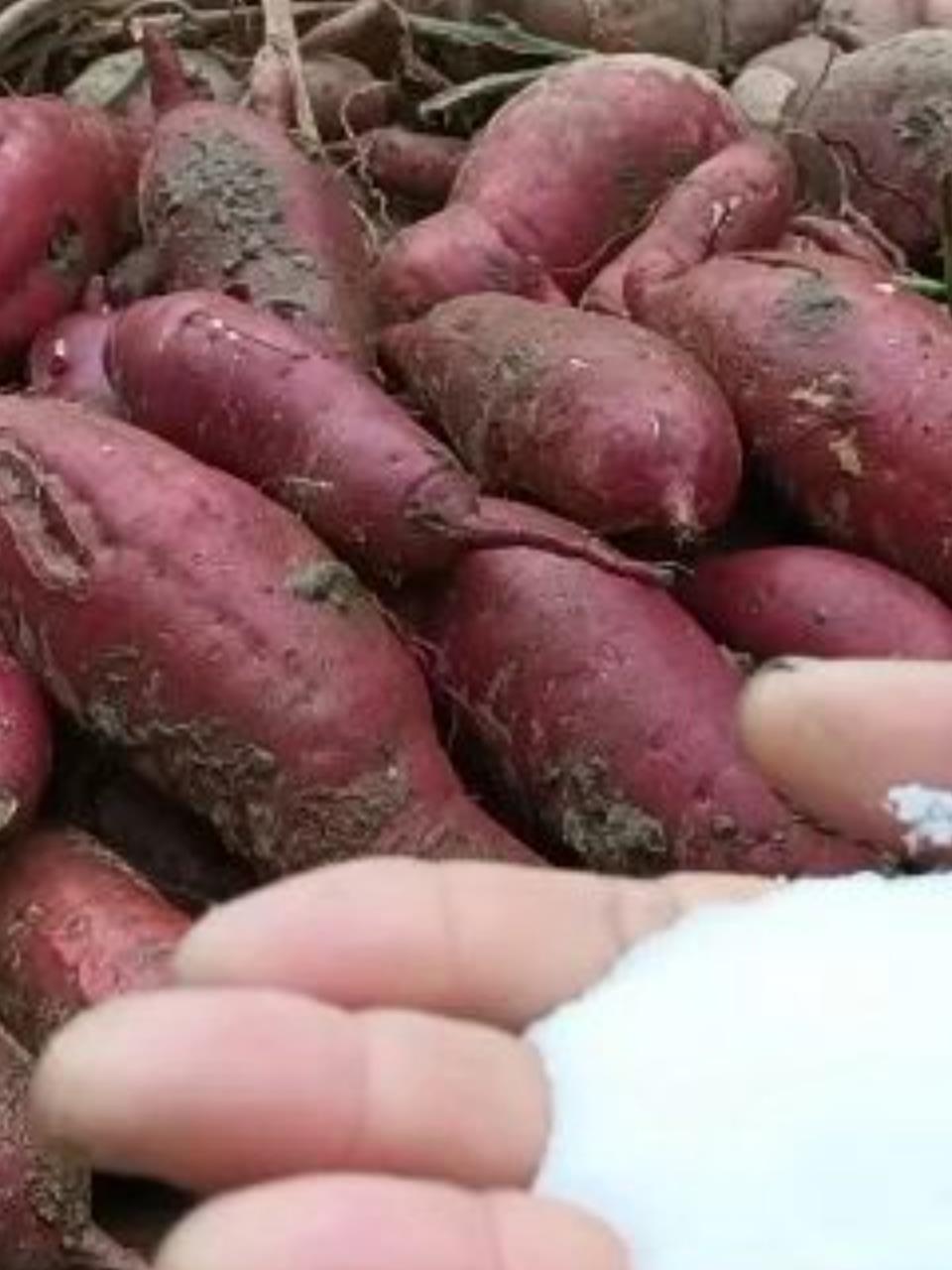 红薯保存绝招:越放越甜,一年不坏,口感更佳!2-度小视