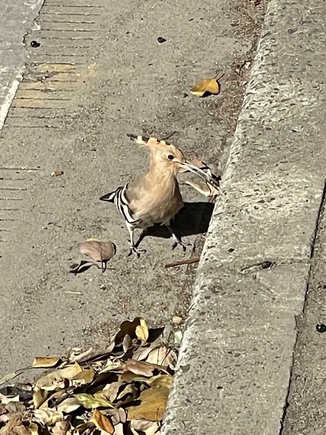 路上看到一只小鸟,嘴巴很长尖尖的,头顶的羽毛笔直向延伸跟嘴呈一直线