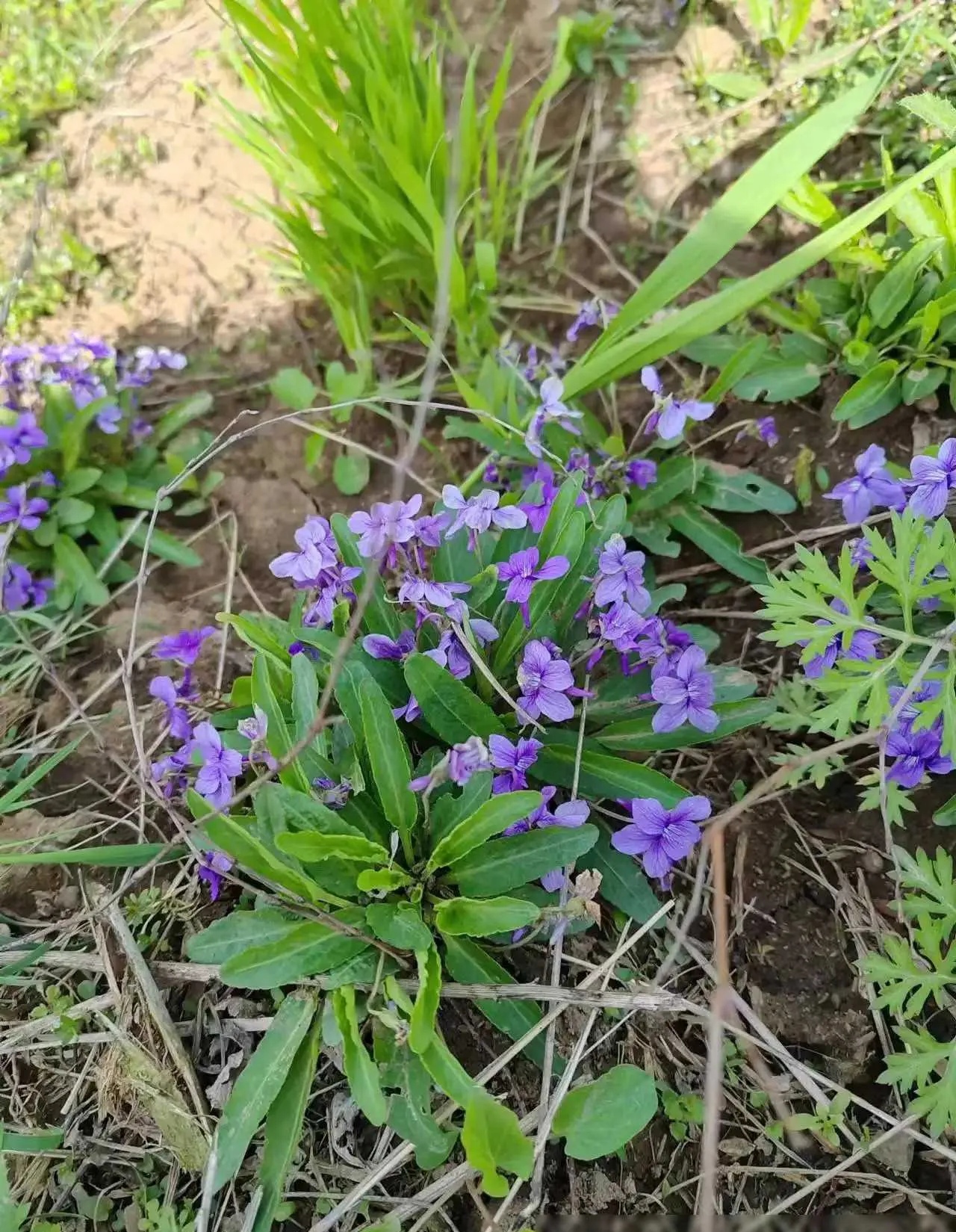 这就是紫花地丁一种不起眼却宝贵的药材