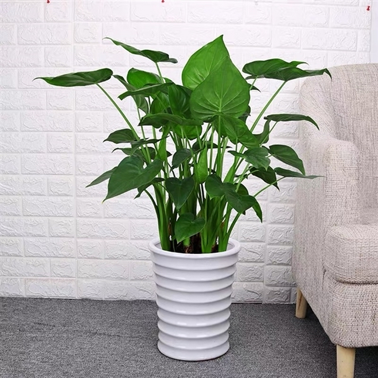 滴水观音是天南星科海芋属多年生草本植物.