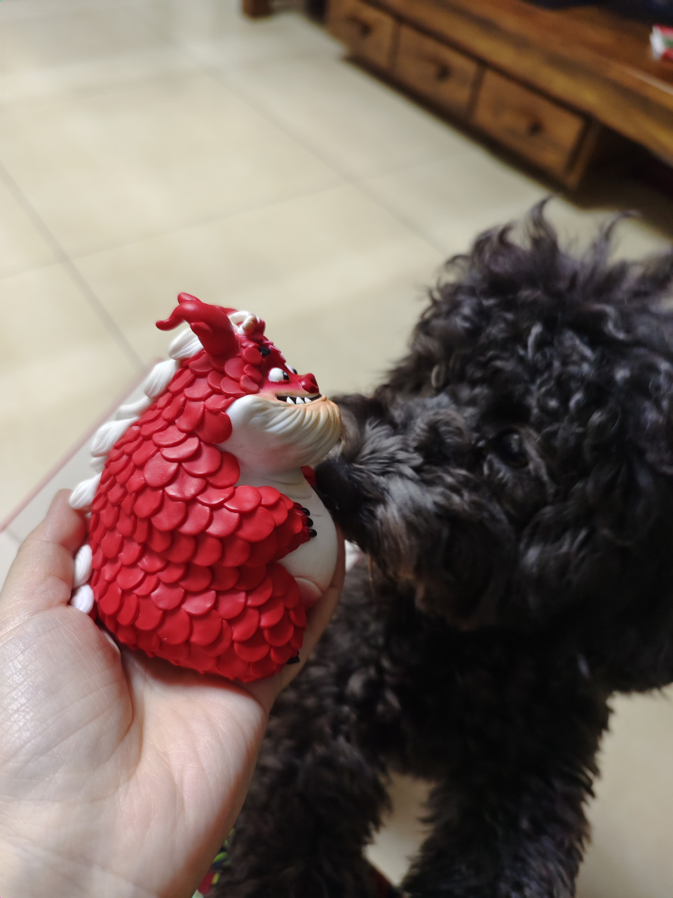 晒着太阳看着书 怀里有点空 想念的我的狗娃儿喽