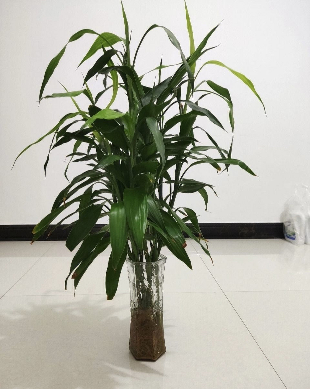 富贵竹修剪黄叶可以按照以下步骤进行:  1.