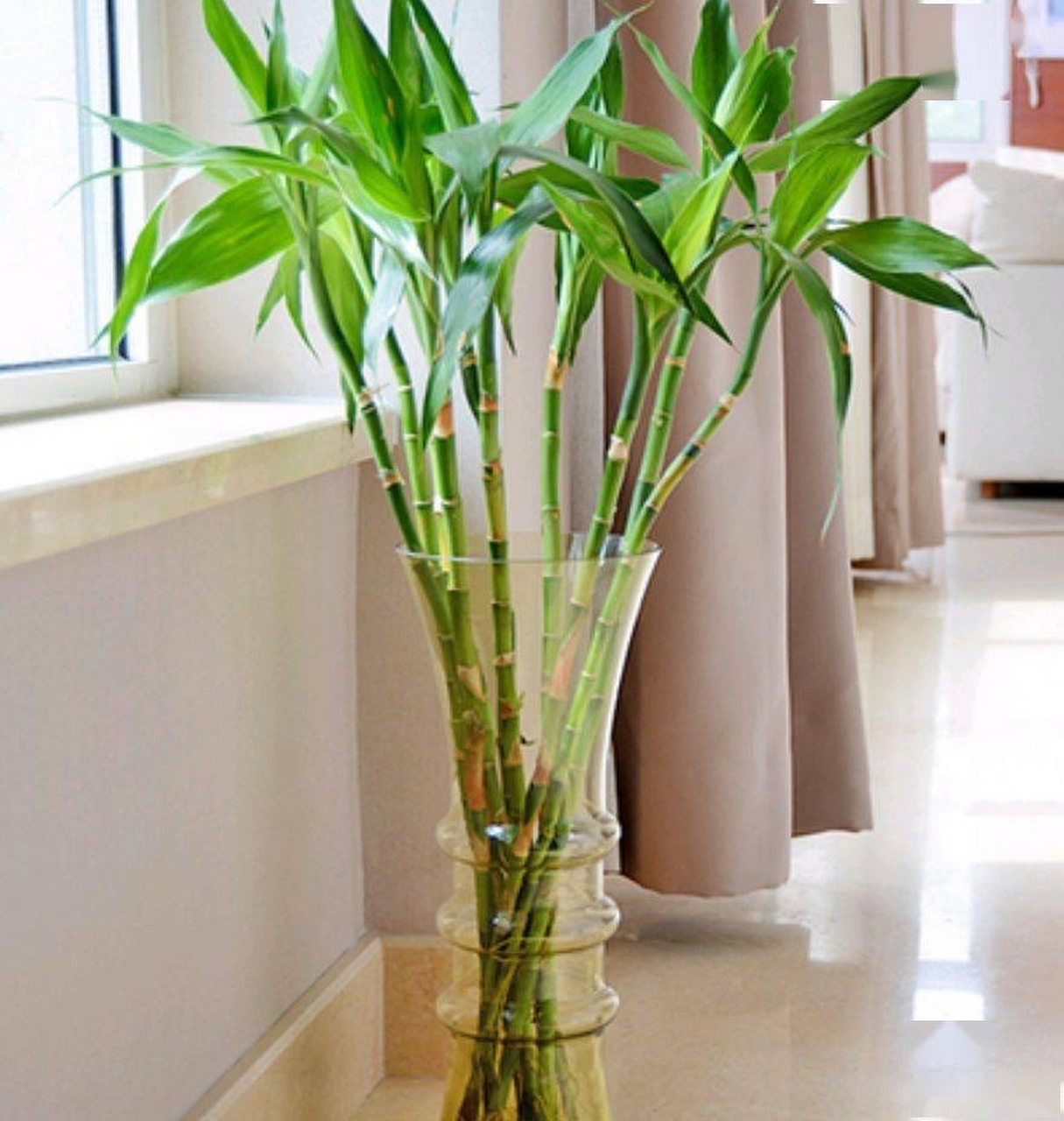 富贵竹修剪黄叶可以按照以下步骤进行:  1.