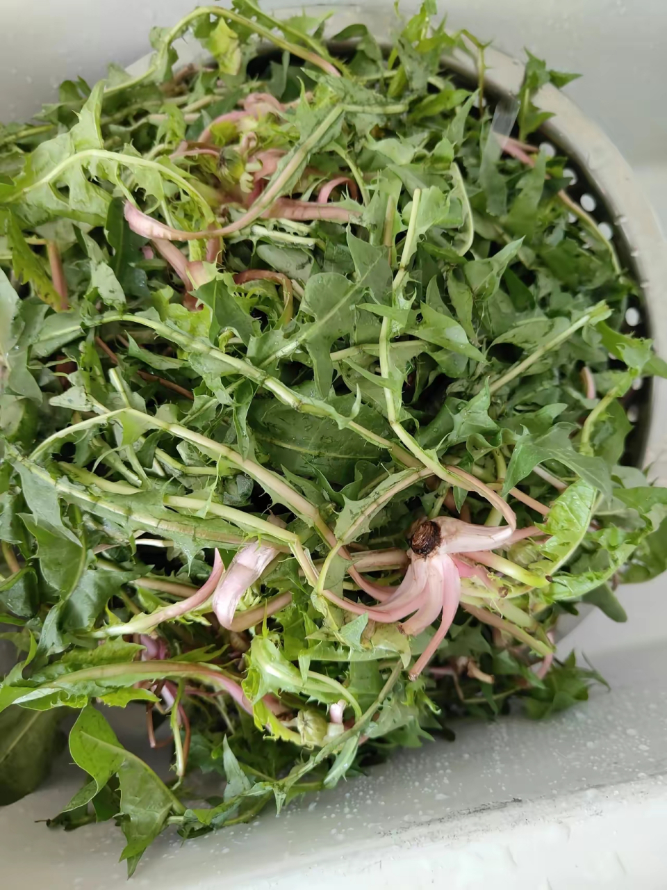 今天去早市买菜,看到这个大棵的蒲公英,价格呢我还能接受,就买了一