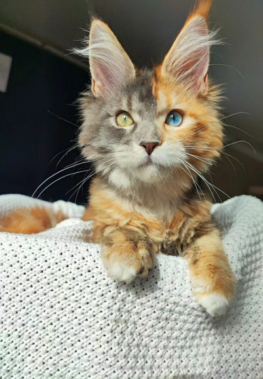 谁能想到有一天会被一只小猫咪帅到,我的天,这个双拼色还是异瞳,真的