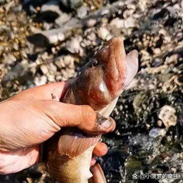 有四只眼睛的鱼你们知道叫什么名字的鱼  有鱼的朋友叫上了一条鱼