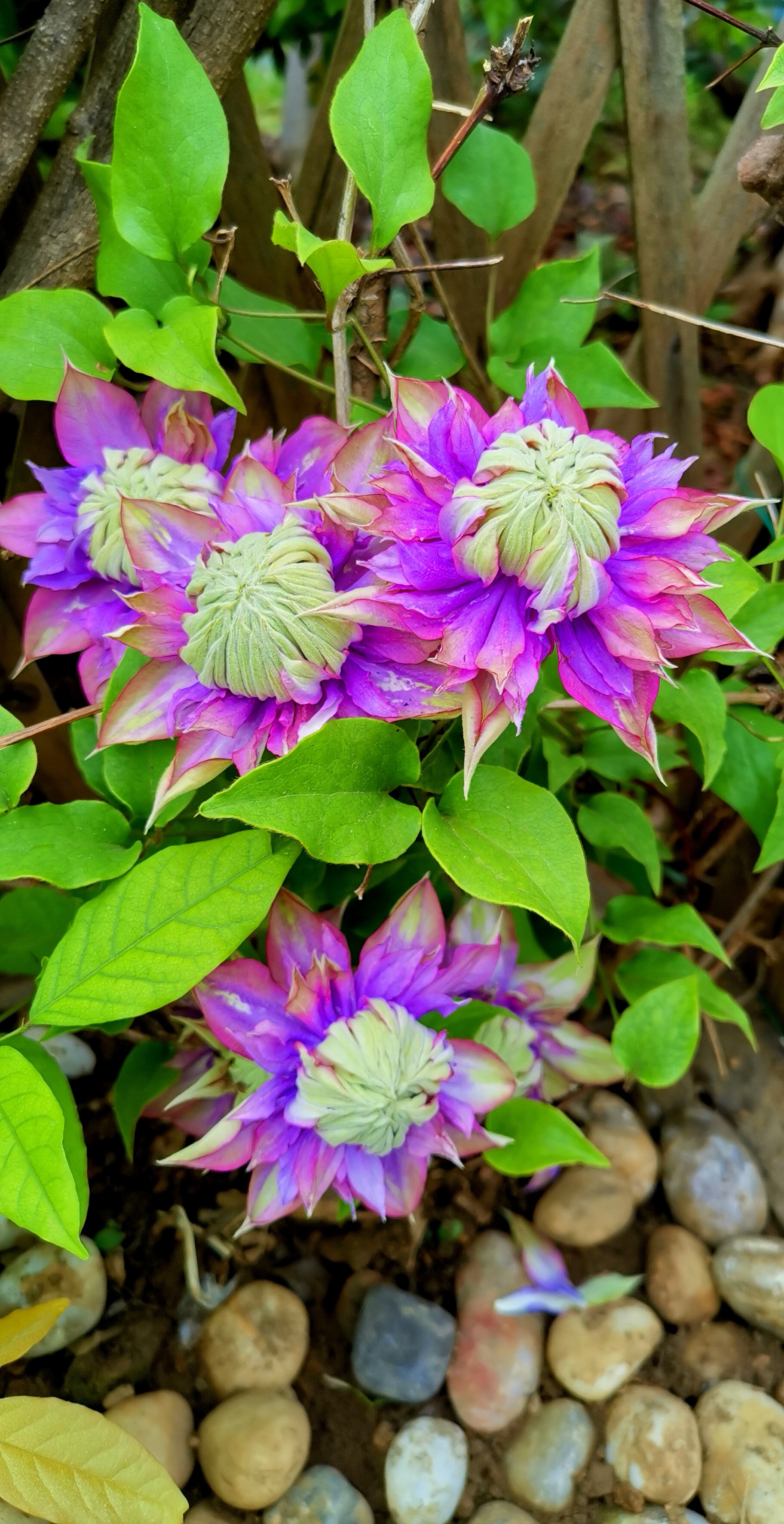 铁线莲不愧是藤本皇后,每一个品种的花儿,都非常美丽.