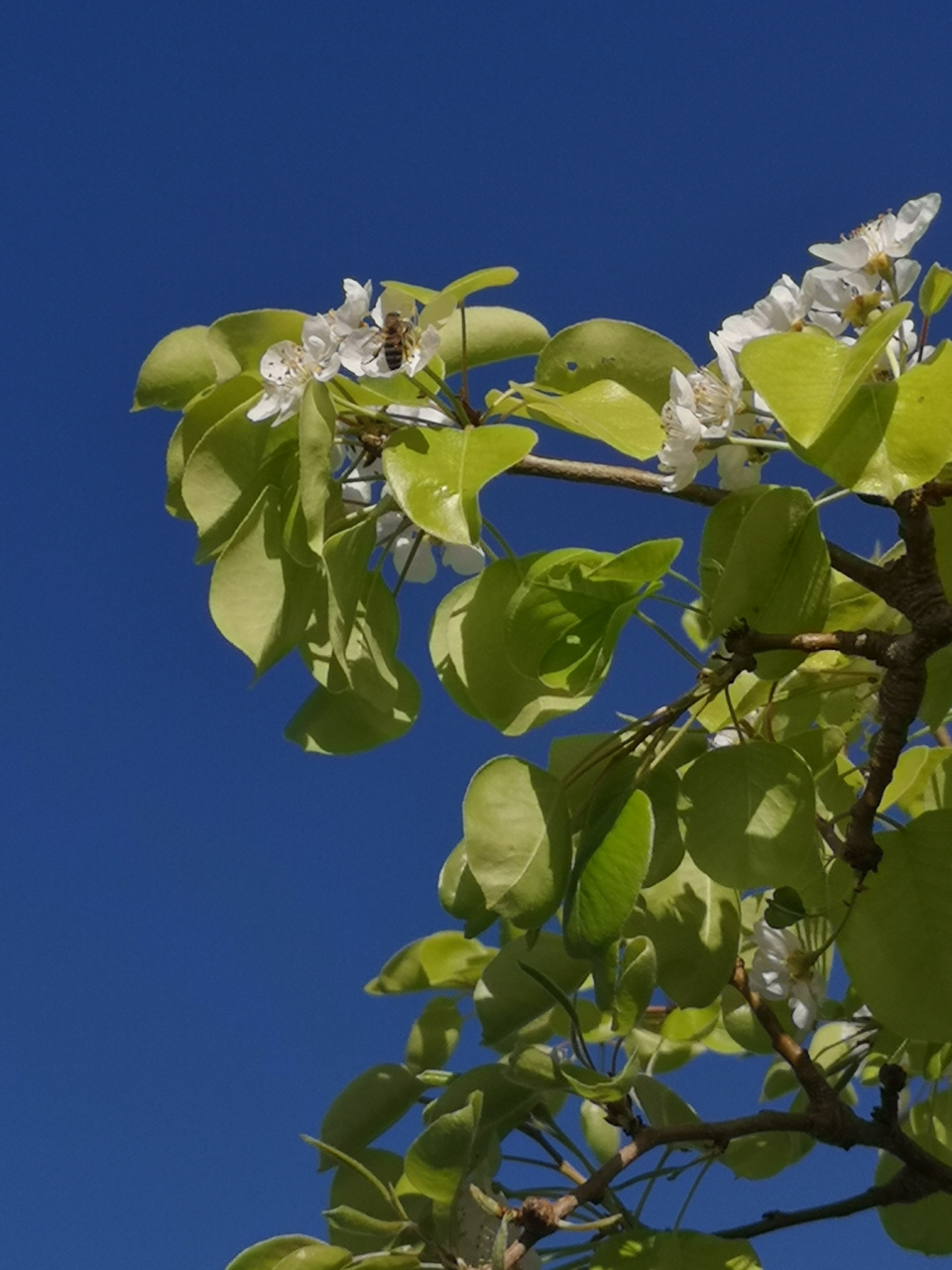 阳光明媚的春天里,路边的树开满白色小花,洁白无暇,在微风中摇曳.