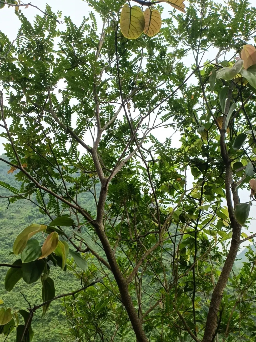 有没有人认识这个树是什么树,干材用来烧火冒出的气味贼香