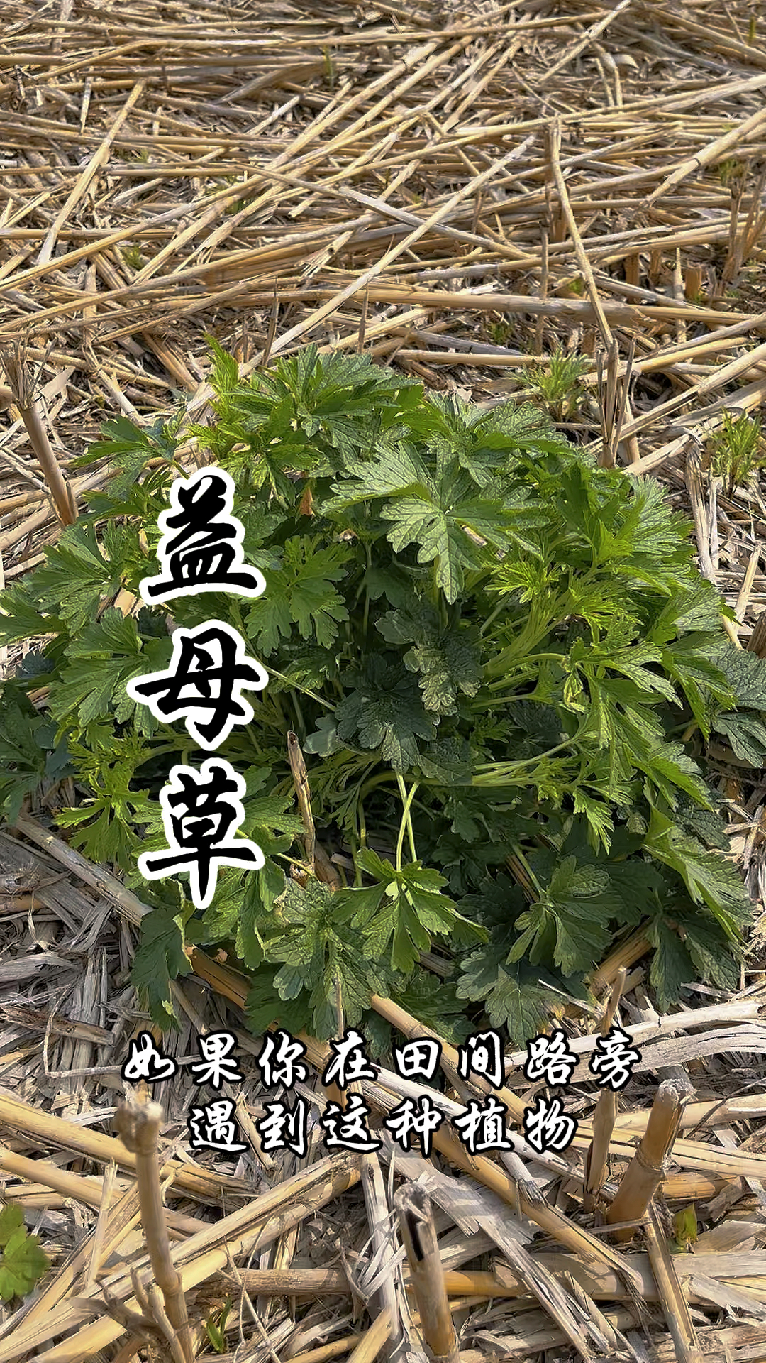 益母草,又称红花艾,益母蒿,一种传统且有价值的本草!