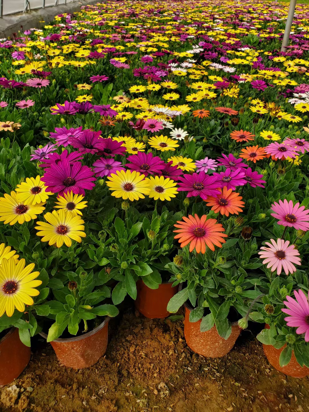 南非万寿菊是多年生吗?一年开几次花?花期时间长吗?